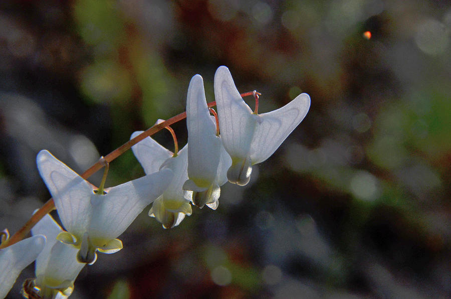 Dutchmanss Breeches Photograph by Rich Clewell