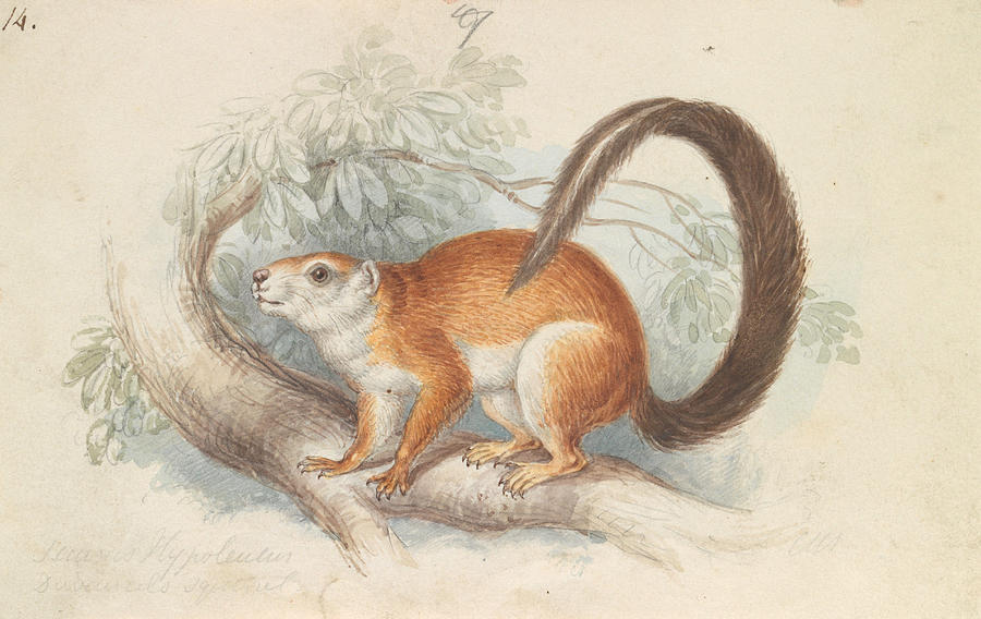 Duvaucels Squirrel Drawing by Charles Hamilton Smith