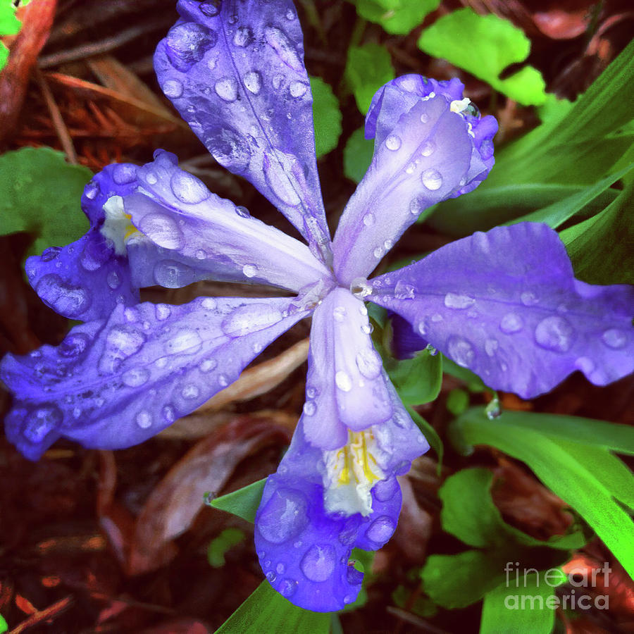 Dwarf Crested Iris Photograph by Kerri Farley