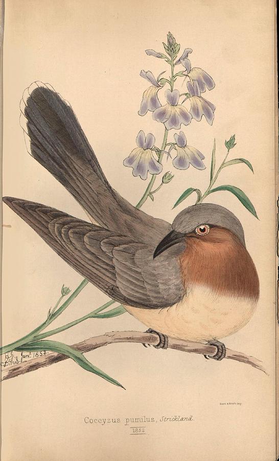 Dwarf Cuckoo, coccyzus pumilus Mixed Media by Beautiful Nature Prints