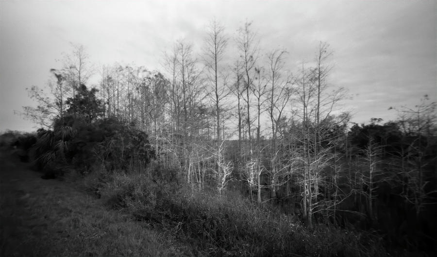 Pinhole Cypress Trees Photograph by Rudy Umans