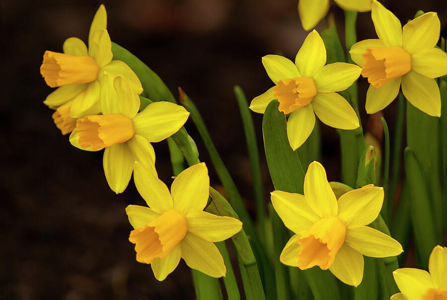 Dwarf Daffodils Photograph by Denise Harty - Fine Art America