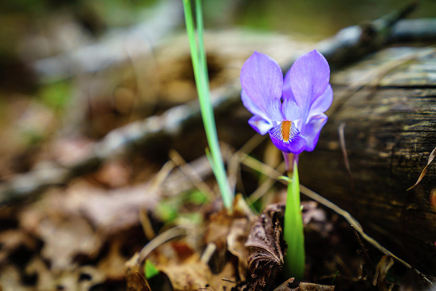 Dwarf Iris Photograph by Alexey Stiop