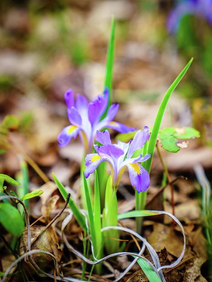 Dwarf Iris in spring Photograph by Alexey Stiop