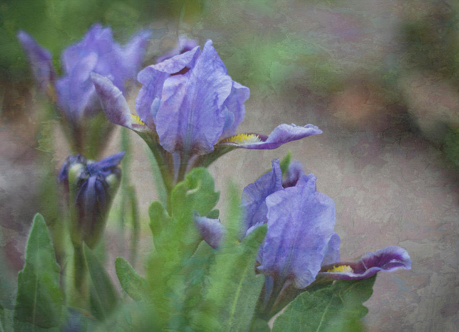 Dwarf Iris with Texture Photograph by Patti Deters