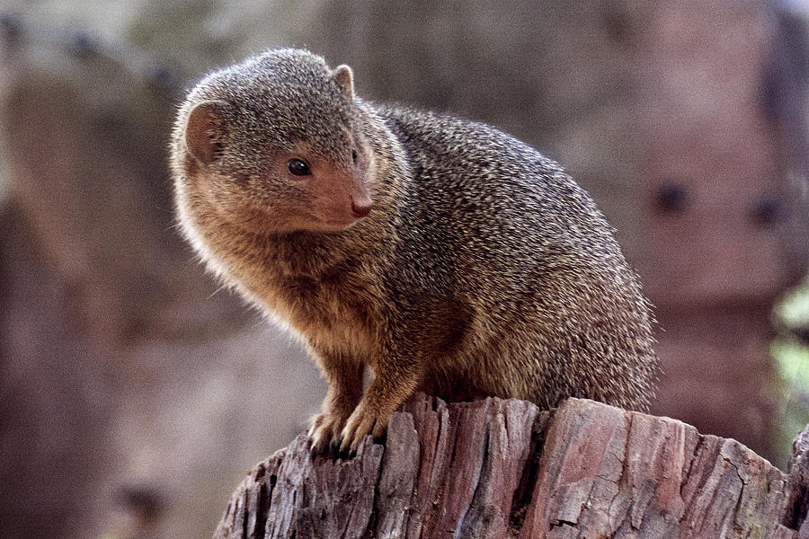 Dwarf Mongoose in San Diego Zoo Safari Park, California. Photograph by ...