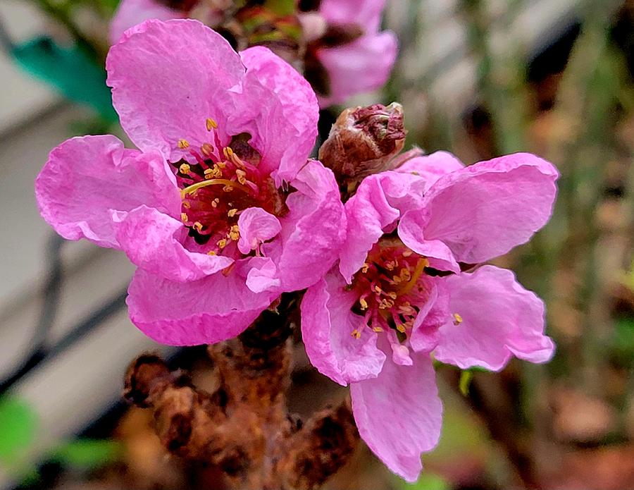 Dwarf Nectarine Tree Photograph by Darrell MacIver Fine Art America