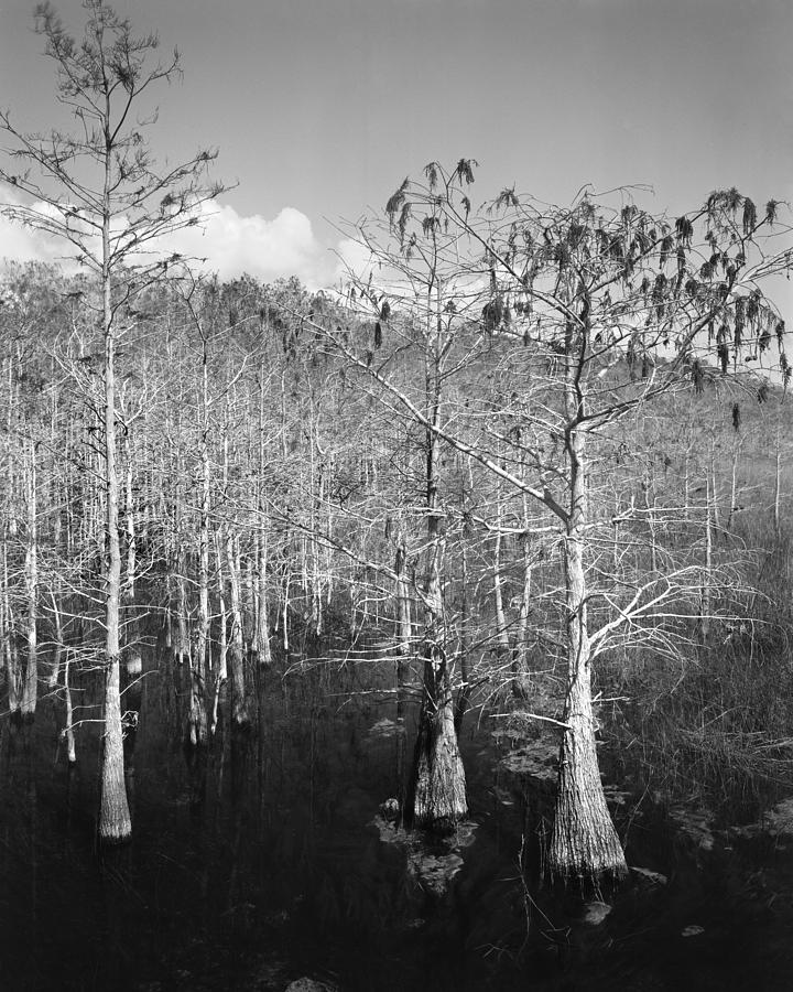 Dwarf Pond Cypress Trees Photograph