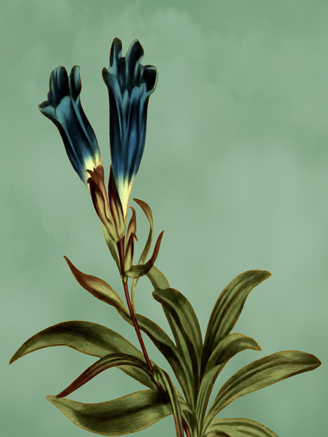 Dwarf porcelain flowered gentian flower on Misty Green With Dry Brush Effect Mixed Media by Movie Poster Prints