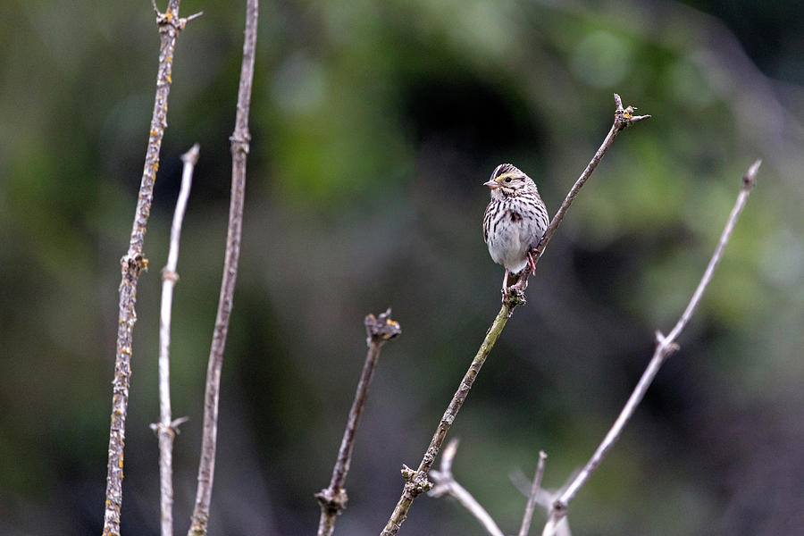 Dwarf Savannah Sparrow - Passerculus sandwichensis ssp. brooksi Photograph by Michael Russell