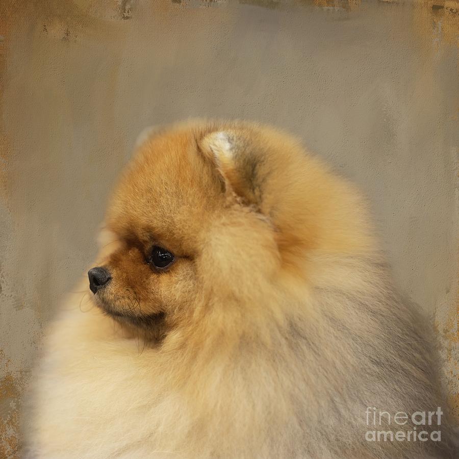Pomeranian Photograph - Dwarf Spitz Portrait by Eva Lechner