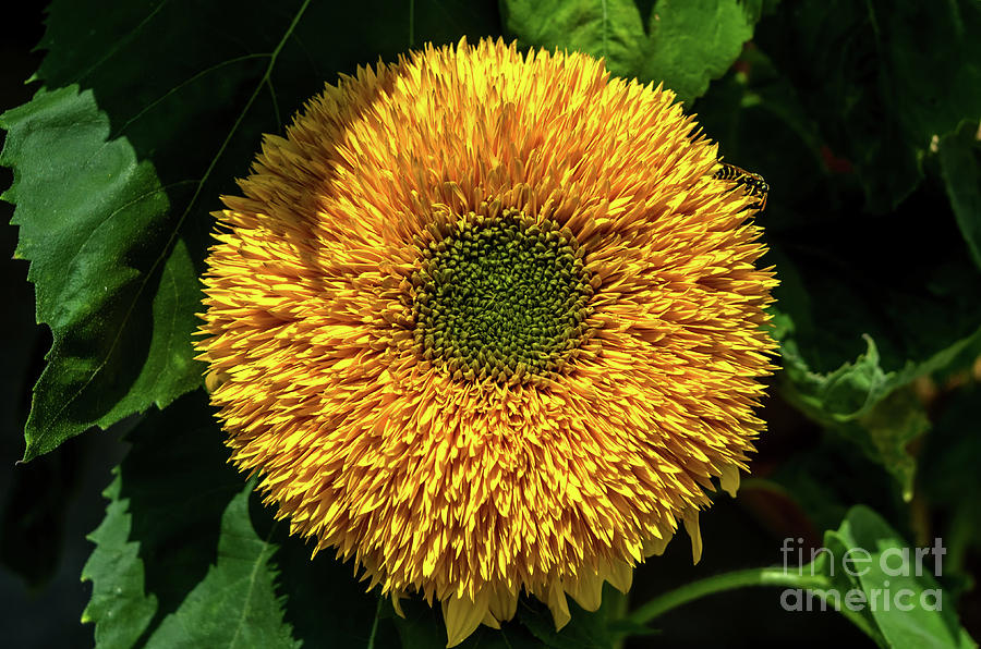 Dwarf sunflower Photograph by Michelle Meenawong