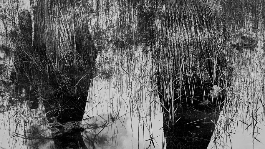 Dwarf Two Cypress Trees close upin B/W  Photograph by Rudy Umans