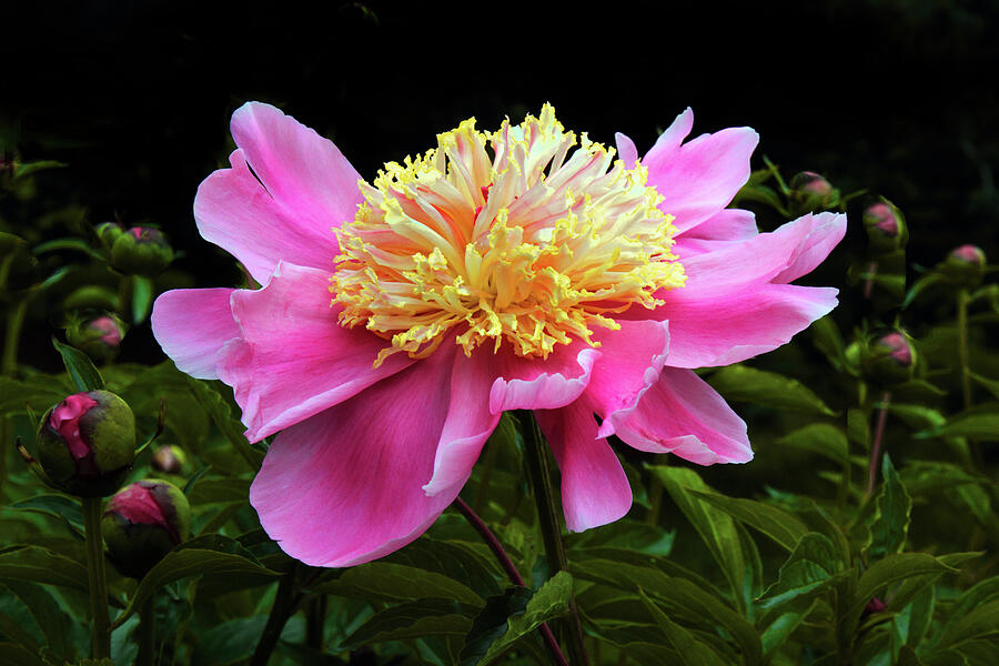 Twilight Peony in Bloom Photograph by Jessica Jenney