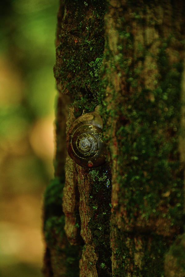 DWG Snail Photograph by Raymond Salani III
