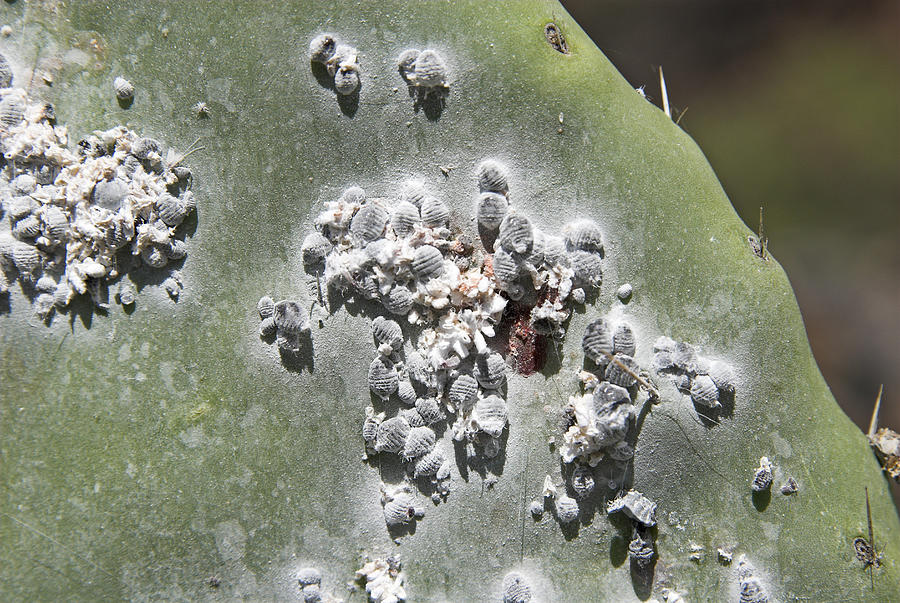 Dyeing lice Cochineal (Dactylopius coccus, Coccus cacti), La Gomera Island, Canary Islands, Spain, Europe Photograph by Oliver Gerhard