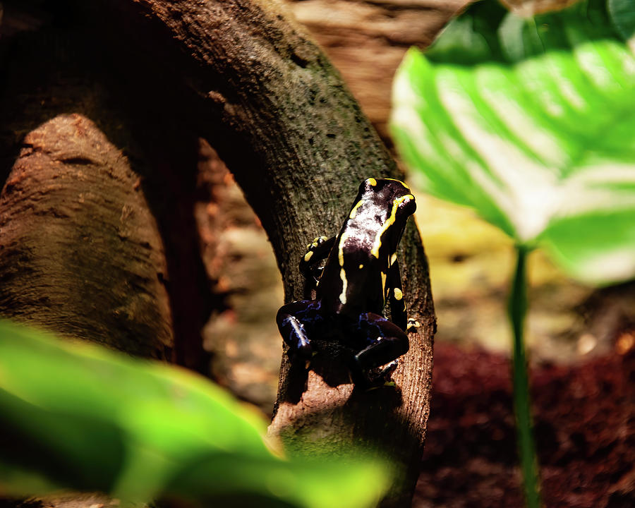 Dyeing Poison Frog 02 Photograph by Flees Photos