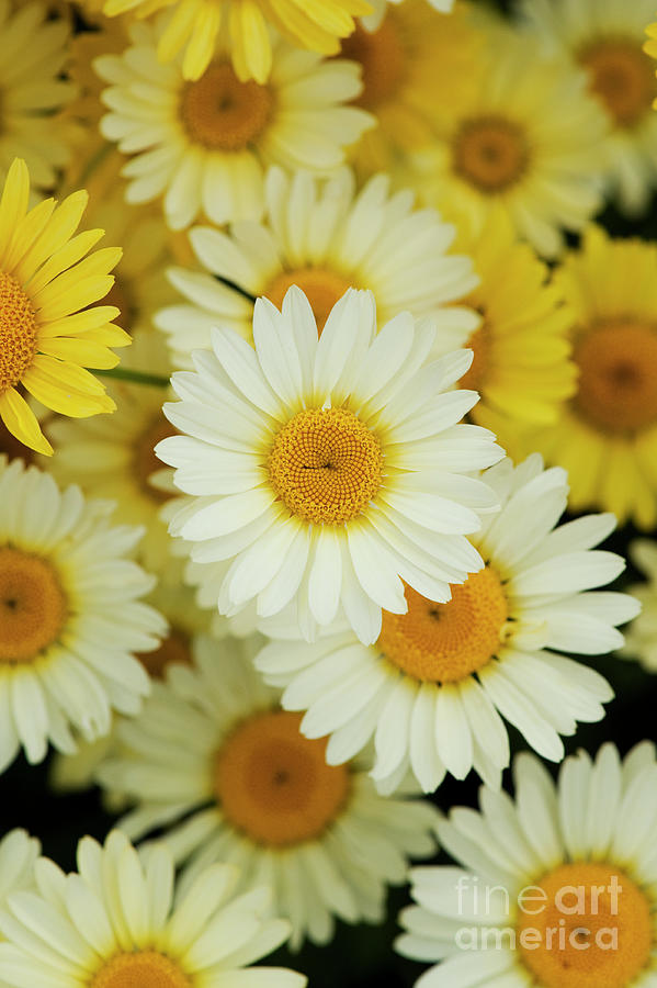 Dyers Chamomile Flower Pattern Photograph by Tim Gainey