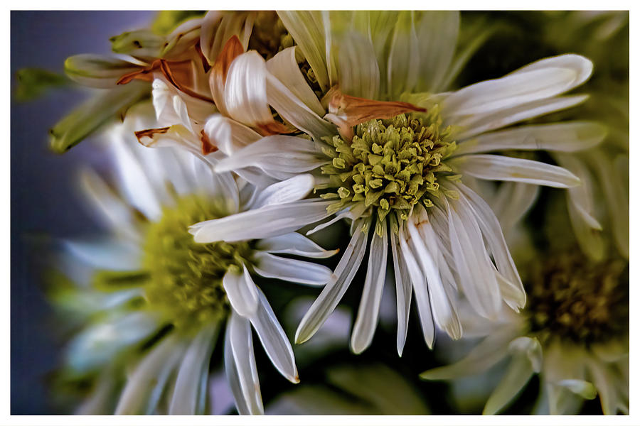 Dying Bouquet Flowers Photograph by Stuart Litoff Fine Art America