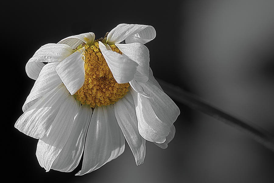 Dying Daisy Photograph by Wolfgang Stocker