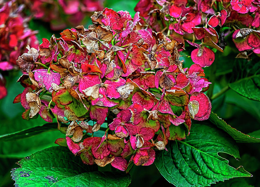 Dying Hydrangea Photograph by Robert Ullmann Fine Art America