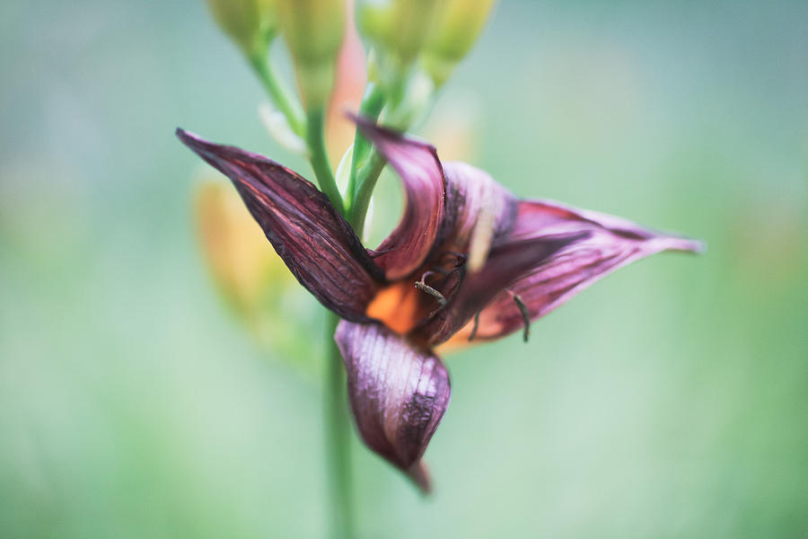 Dying Lily Photograph by Lisa McNab