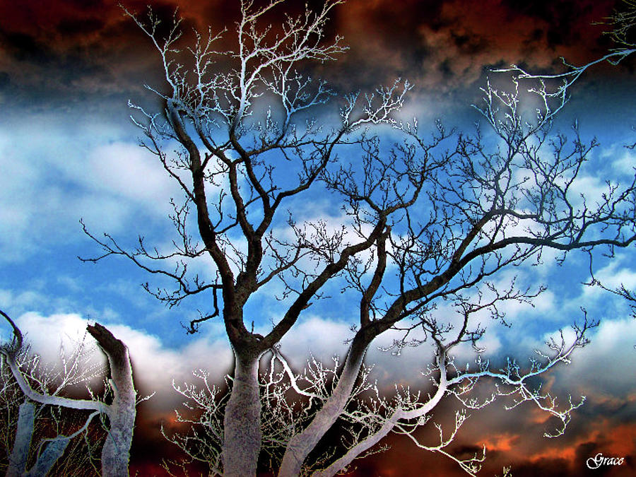 Tree Mixed Media - Dying Off by Julie Grace