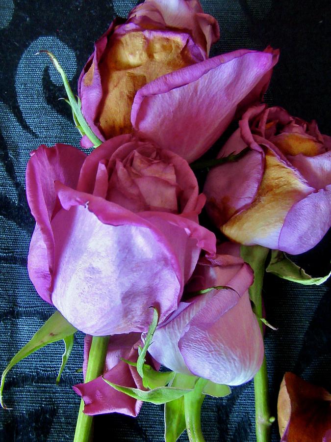 Dying roses Photograph by Stephanie Moore