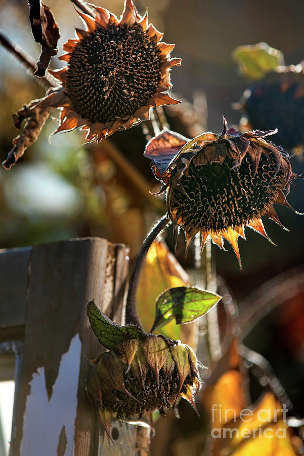 Dying Sunflowers In The Dying Of The Light Photograph By Leah Mcdaniel