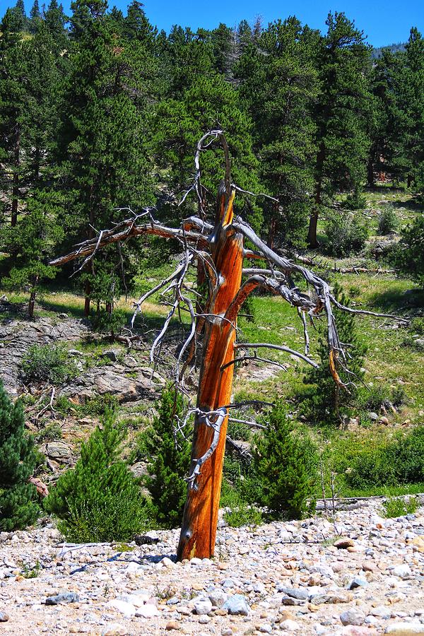 Dying Tree In West Alluvial Fan Photograph by LaDonna McCray