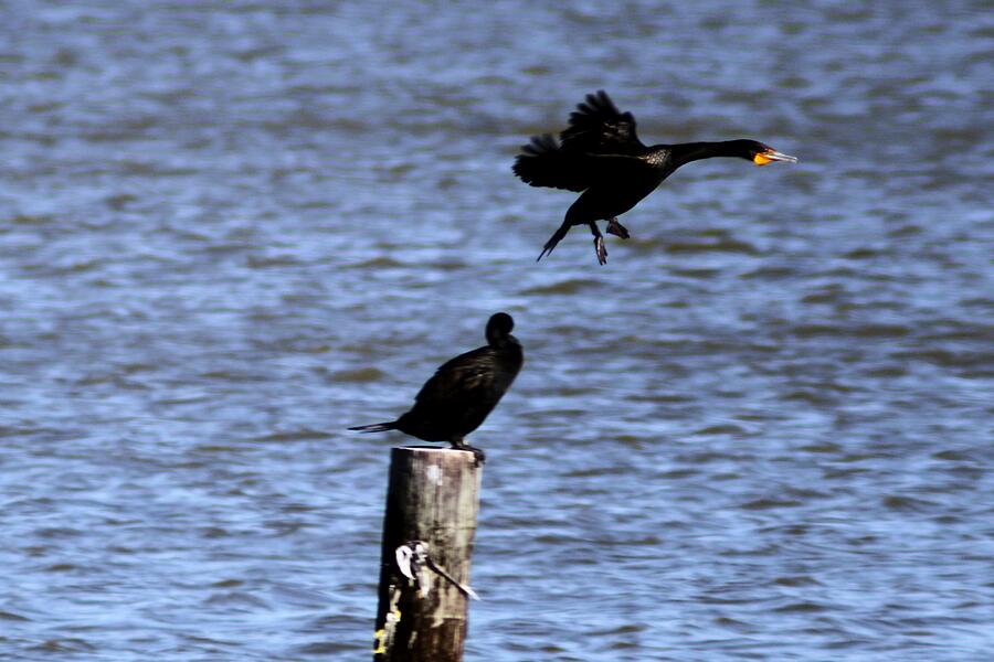 Wildlife Photograph - Dynamic Cormorant in Flight by Randy West