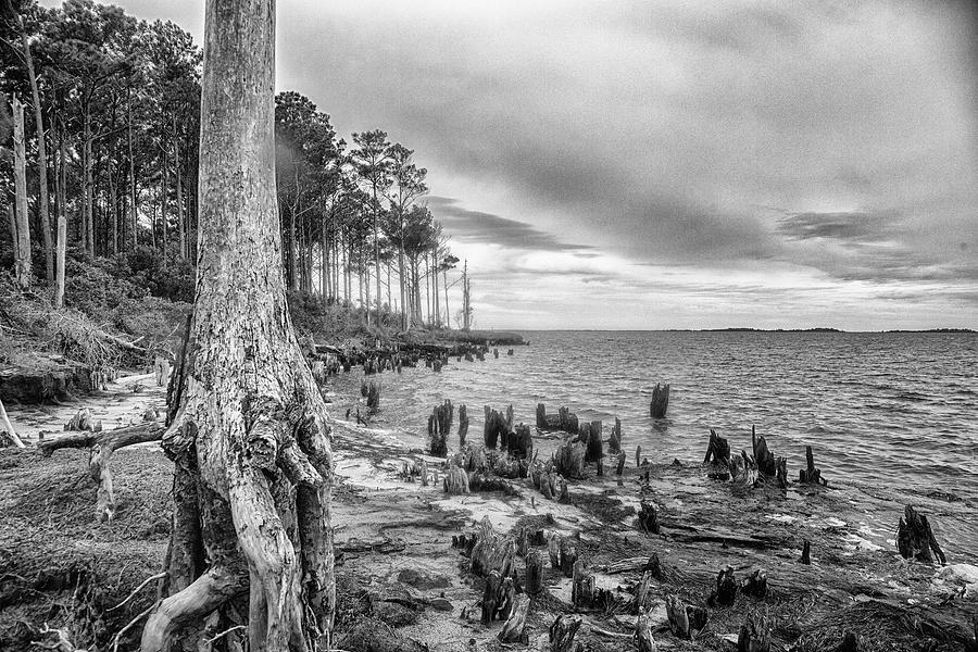 Dynamic Shoreline - Lost Forest Photograph by Bob Decker