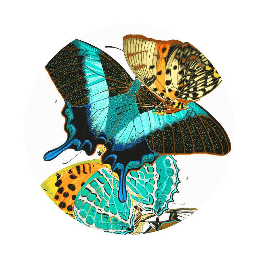 E.A. Seguy Butterflies Circle Mixed Media by Bob Pardue