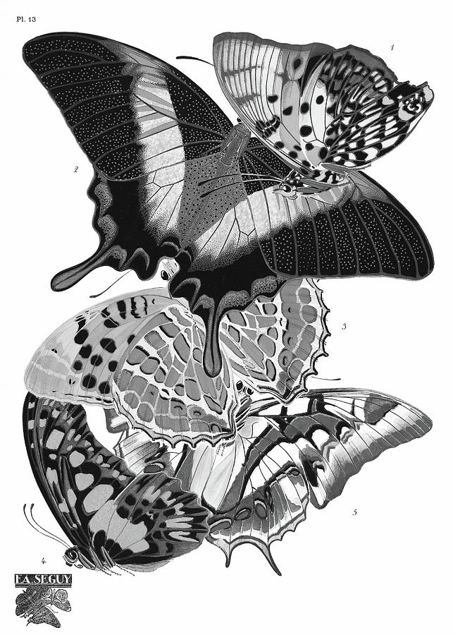 E.A. Seguys Vintage Butterflies BW Painting by Bob Pardue