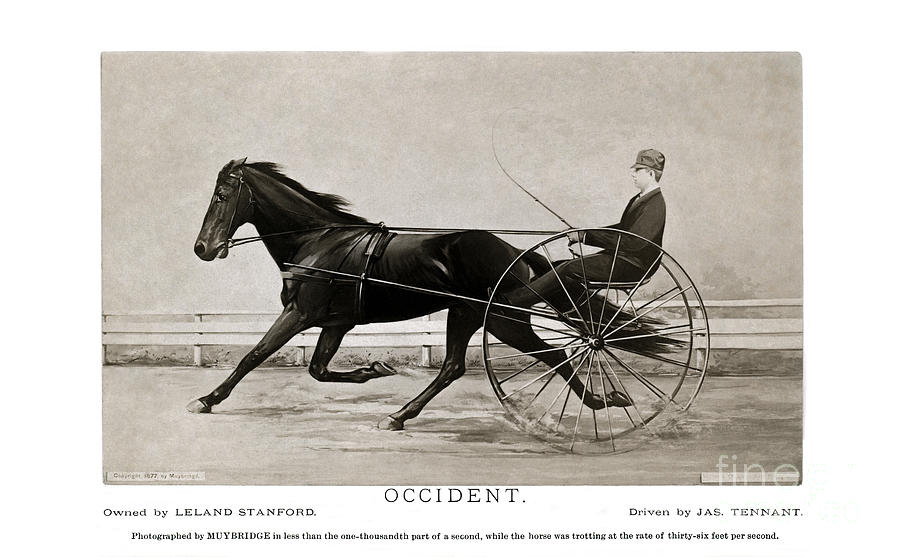 Eadweard Muybridge Photograph - Eadweard Muybridge Photo of Horse and buggy - Occidental by Sad Hill - Bizarre Los Angeles Archive