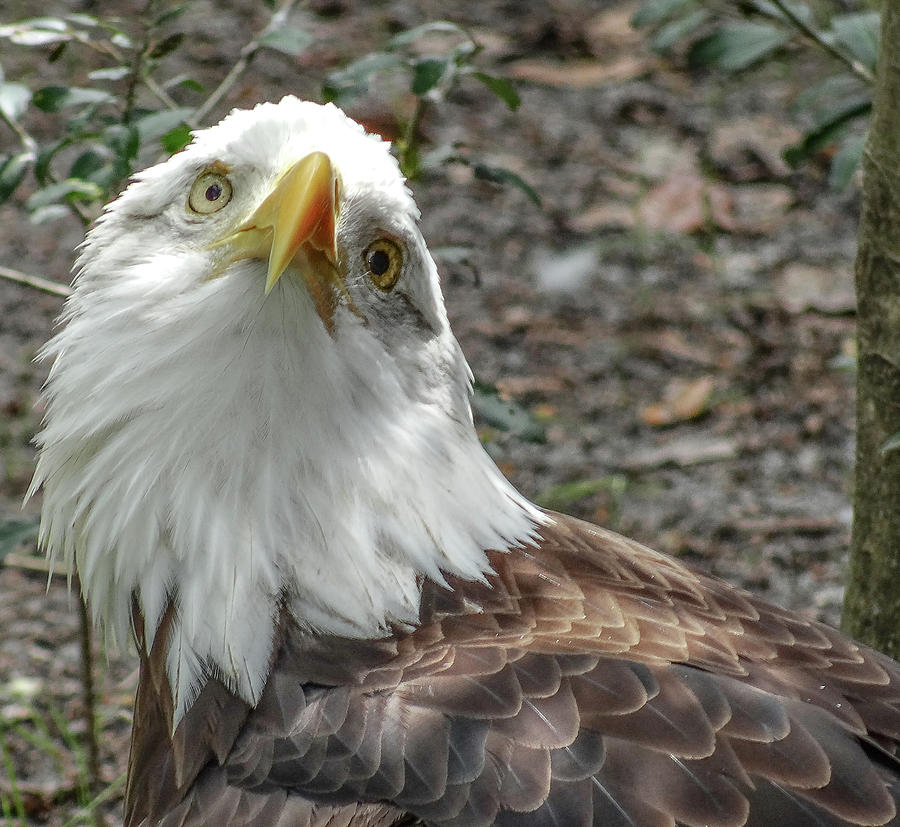 Eagle 1 Photograph by Dennis Dugan