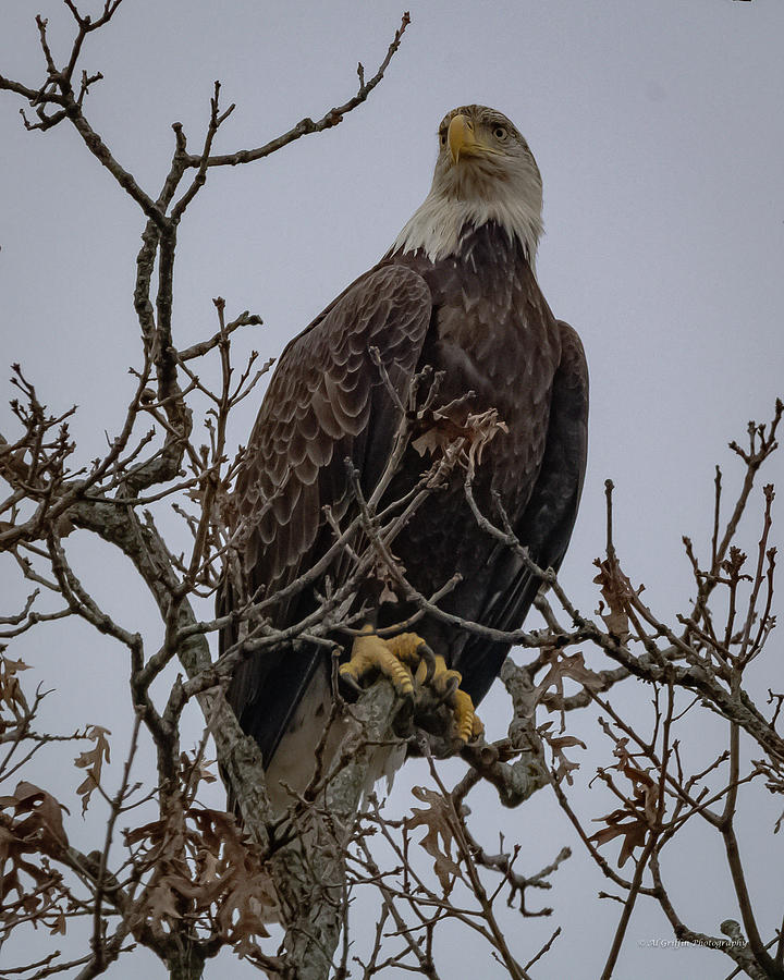 Eagle 11 Photograph by Al Griffin