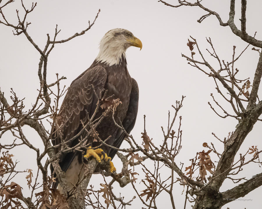 Eagle 2 Photograph by Al Griffin