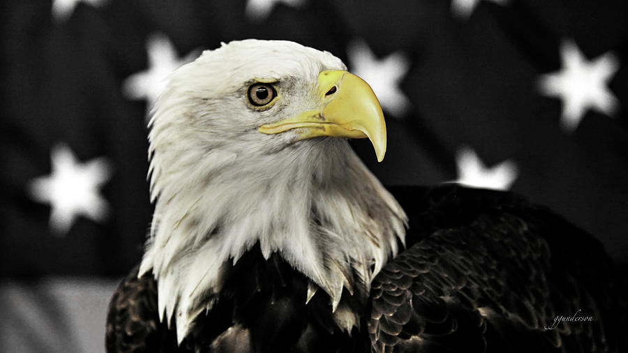 Eagle 2 Photograph by Gary Gunderson