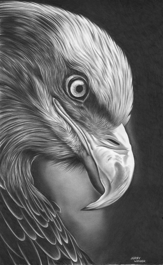 Eagle 2 Drawing by Jerry Winick