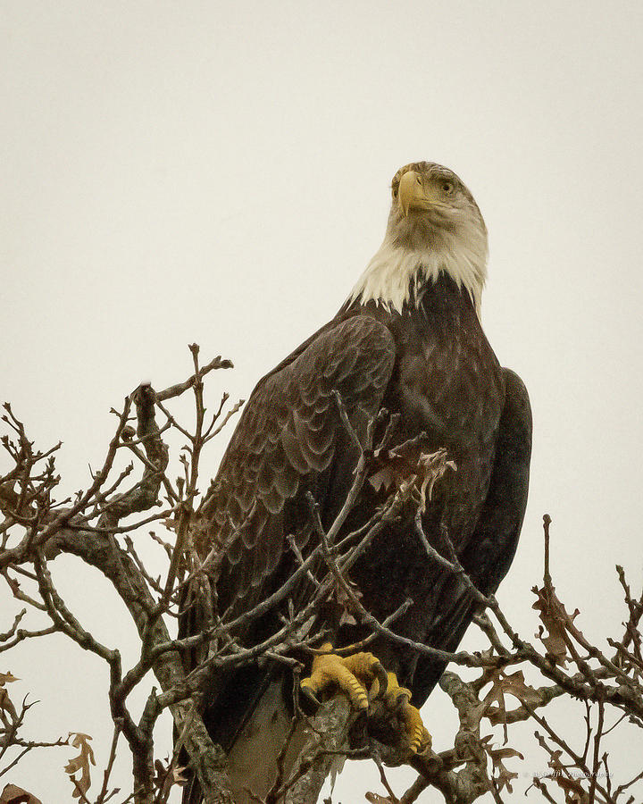 Eagle 3 Photograph by Al Griffin