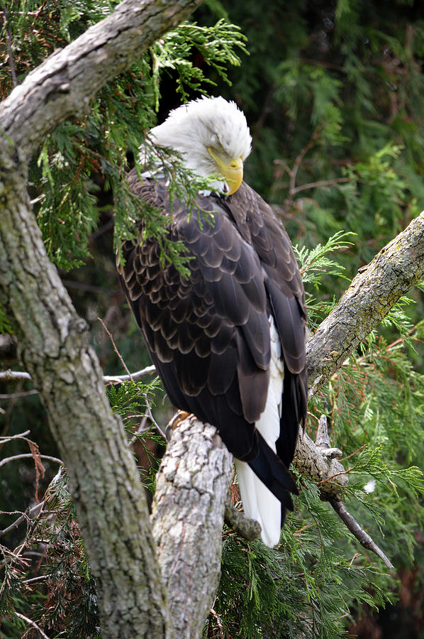 Eagle 3 Photograph by Deborah M Eagle 3 Photograph by Deborah M