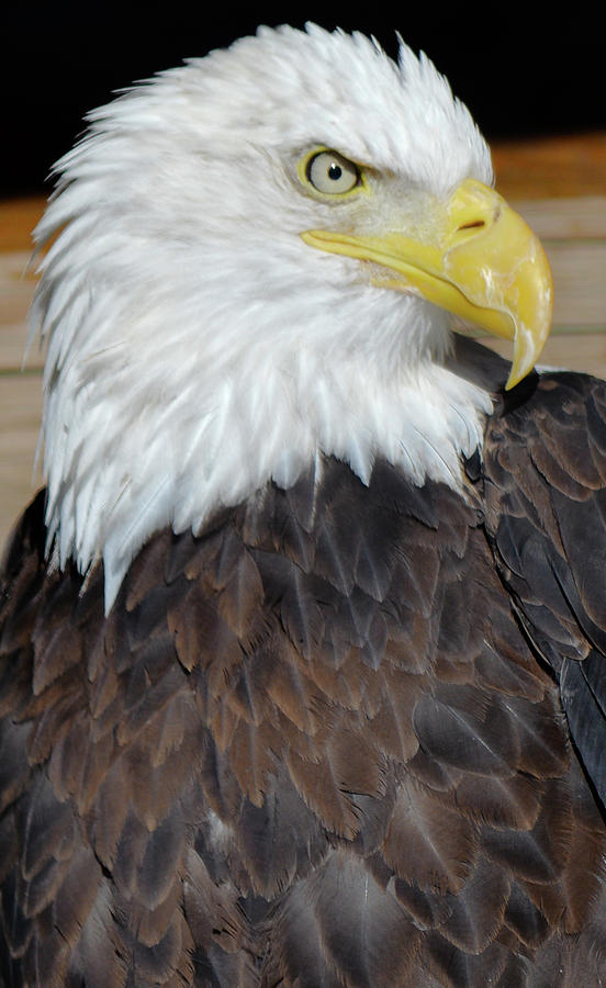 Eagle 4  Photograph by Deborah M