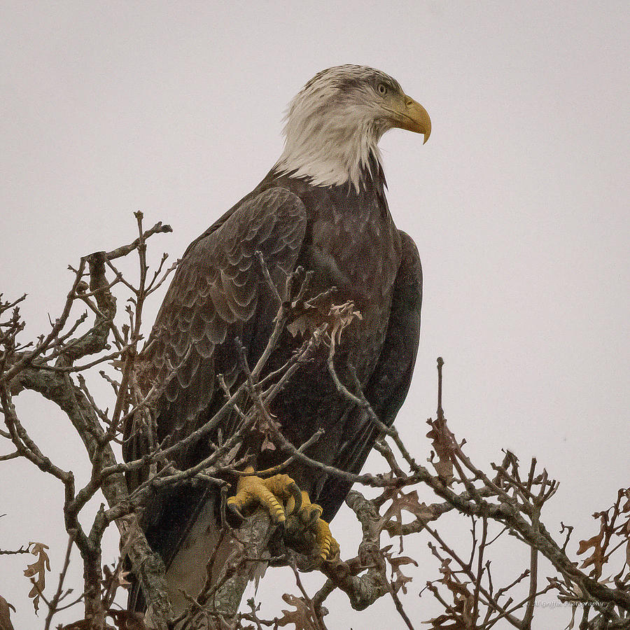 Eagle 6 Photograph by Al Griffin