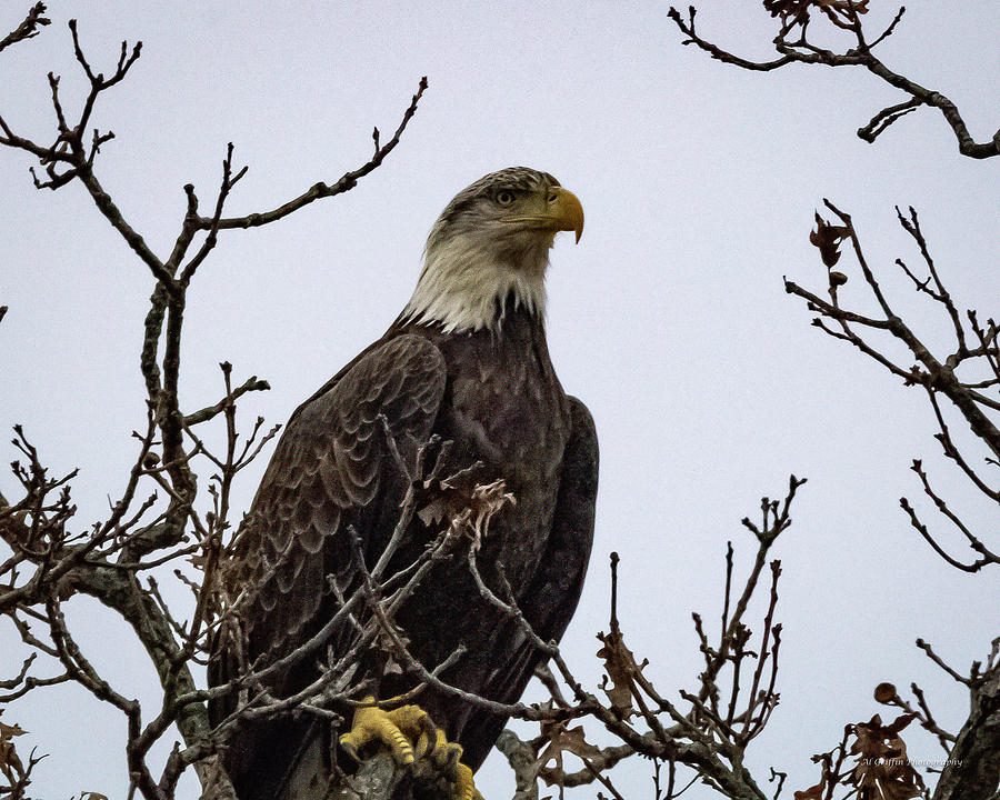Eagle 8 Photograph by Al Griffin