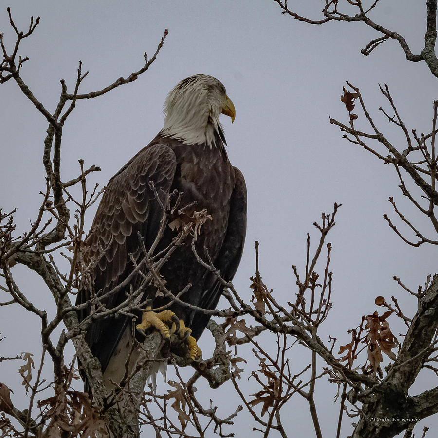 Eagle 9 Photograph by Al Griffin