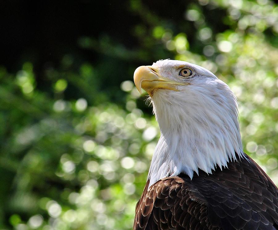 Eagle A Photograph by John Hintz