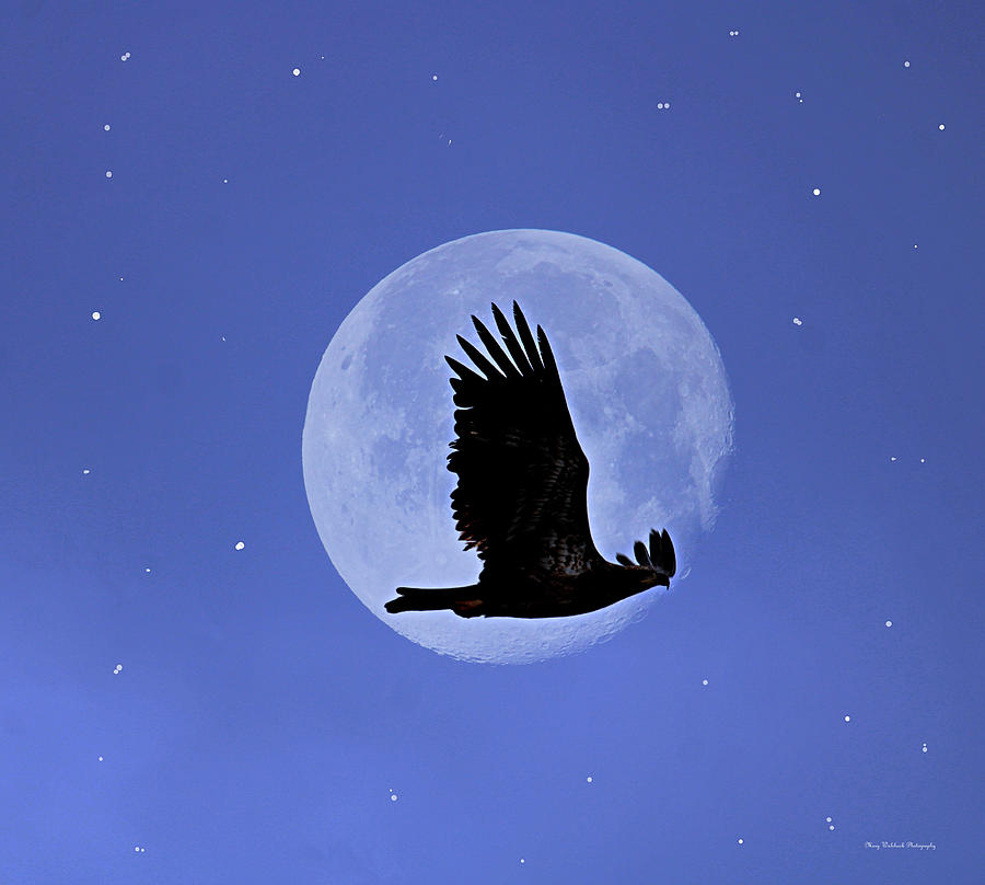 Eagle Across the Moon Photograph by Mary Walchuck