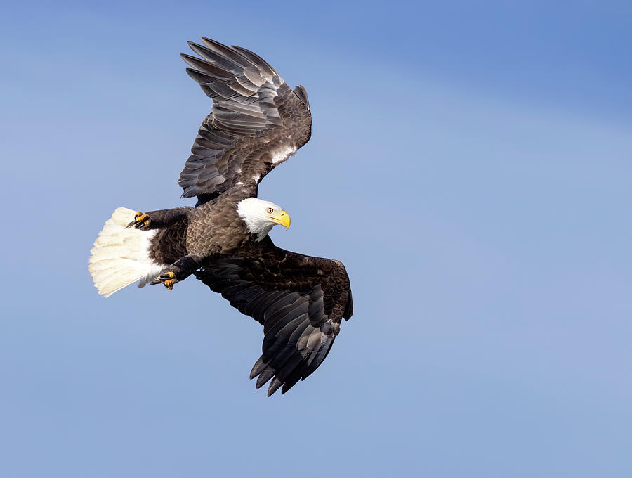 Eagle Aerobatics Photograph by Art Cole