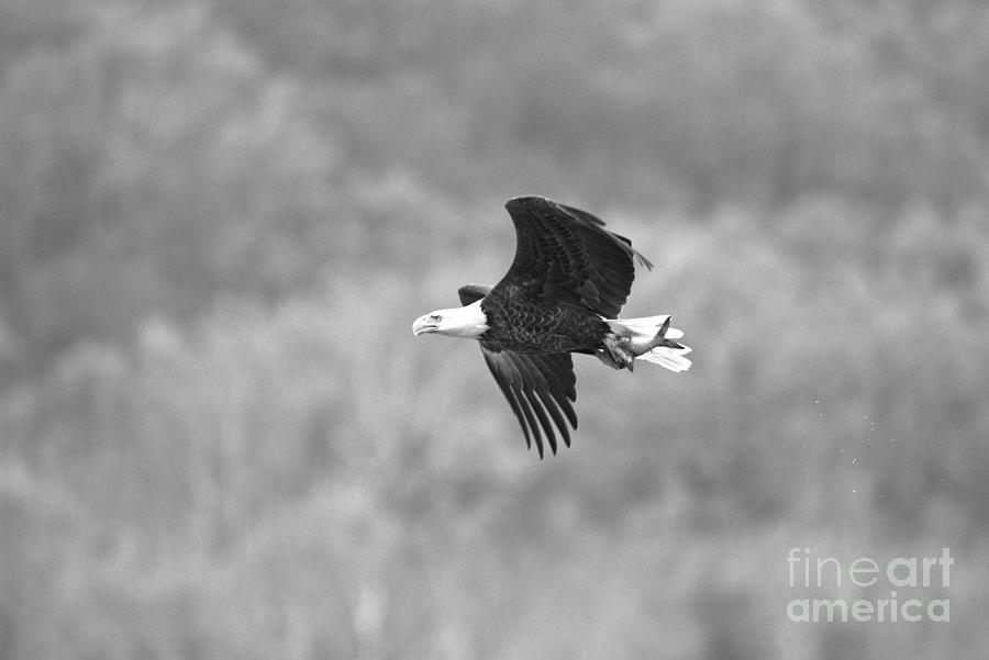 Eagle After A Successful Hunt Black And White Photograph by Adam Jewell